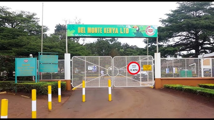 del monte kenya