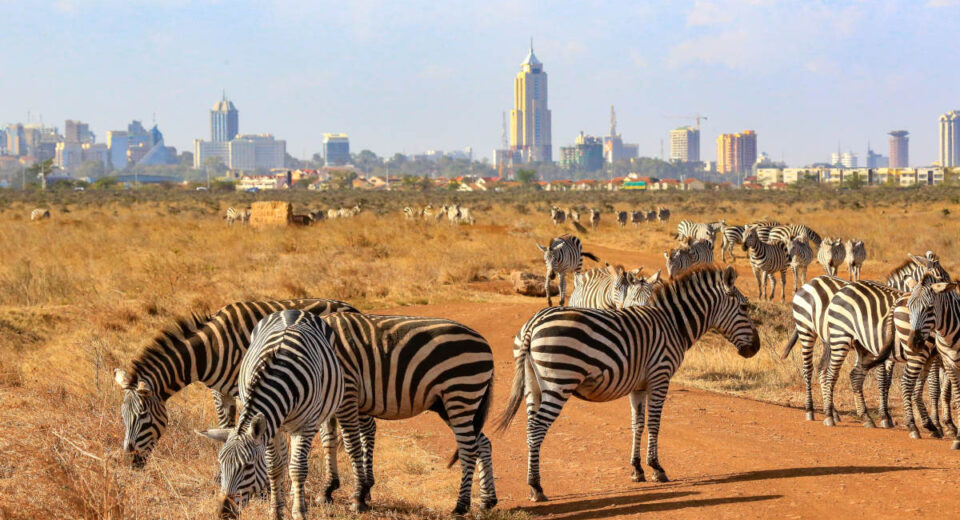 nairobi national park