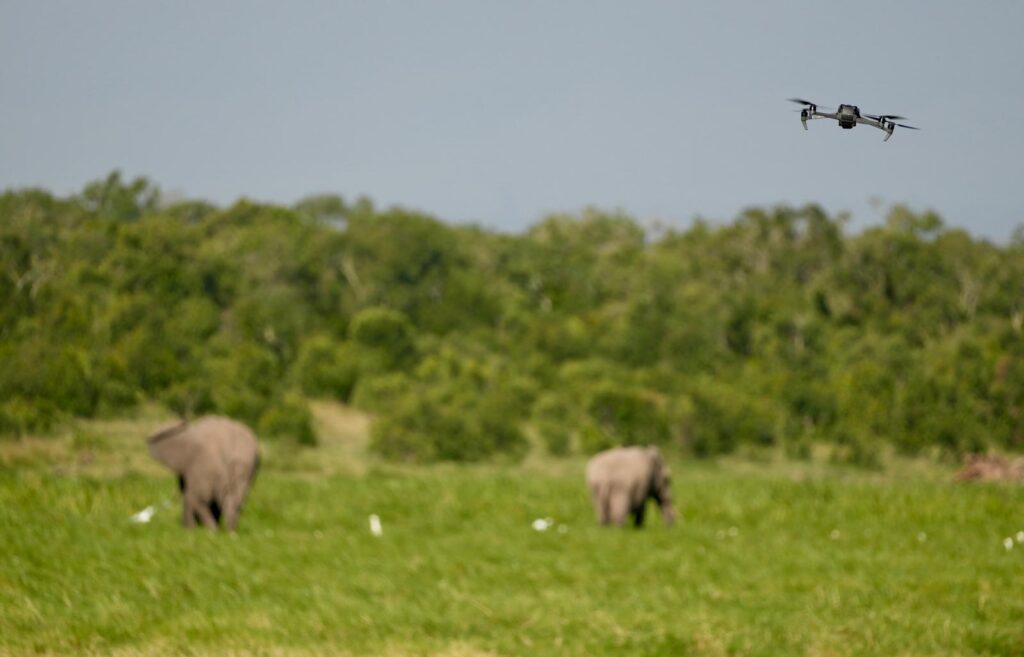 Elephant Drone Shots