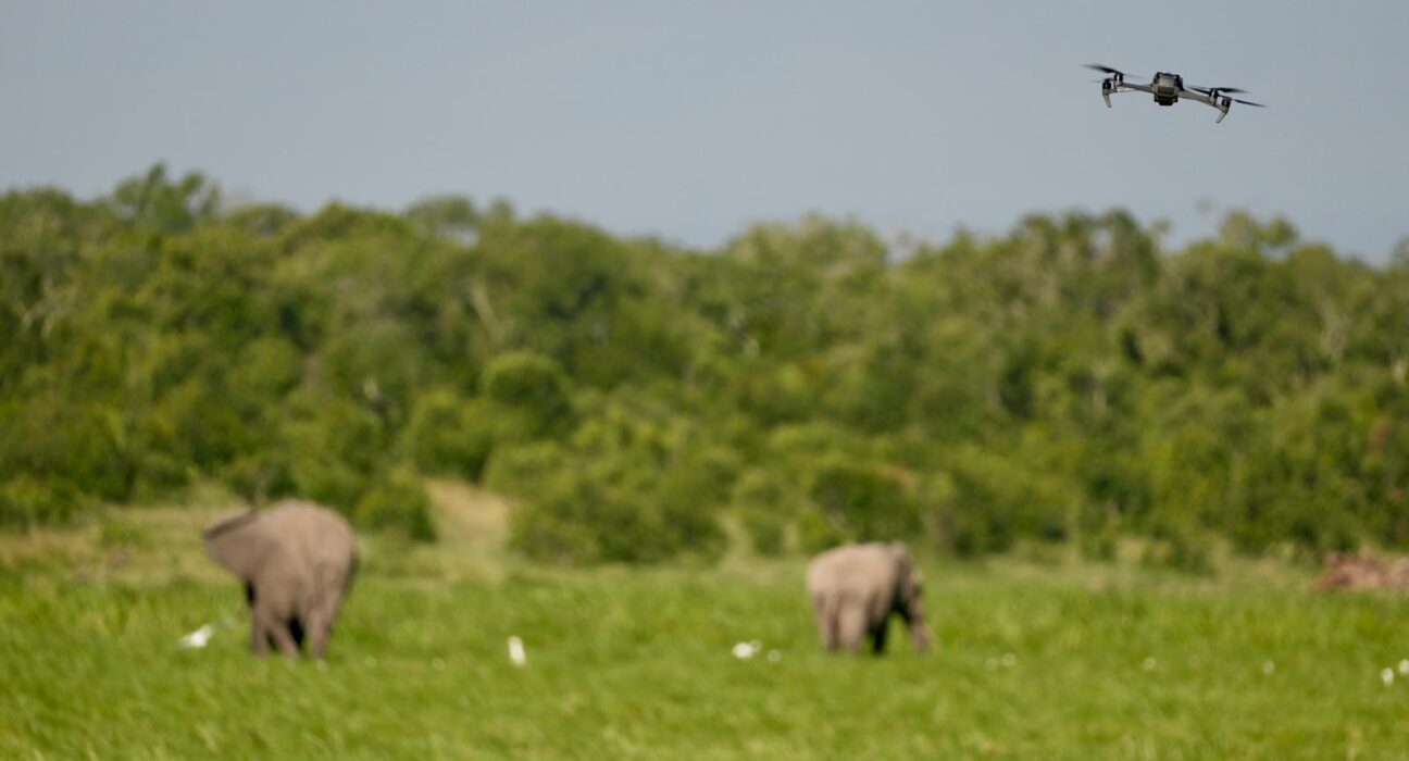 Elephant Drone Shots