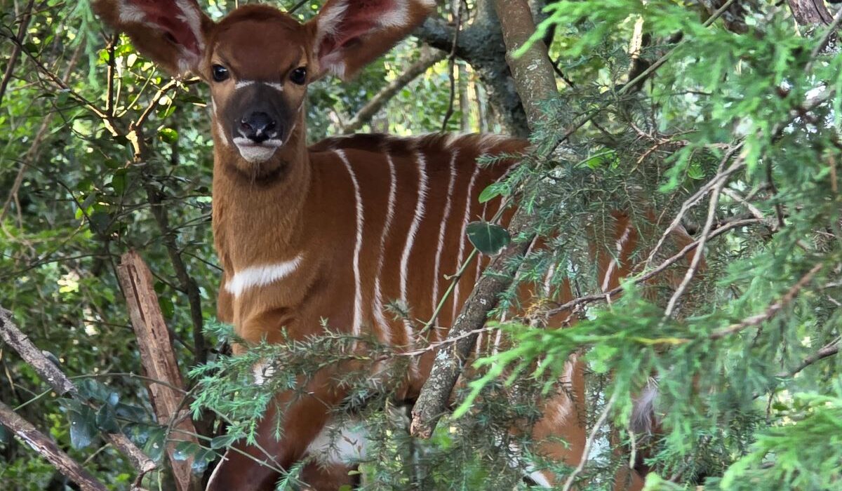 Mount Kenya Wildlife Conservancy Celebrates Birth of 100th Mountain Bongo - Baby Mia