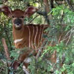 KCB Foundation Awards 1,000 Full Scholarships, Commits Sh600 Million to 2026 Cohort